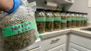 Burping Jars & Crafting a Temple Ball: My Hash Journey #BananaAuto #ZweetInzanityDurbanAuto