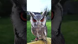 Little-Known Truths About Owls