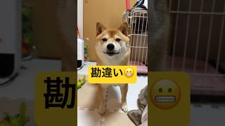 珍しく私が被害者です🙂#柴犬 #豆柴 #shibainu #犬 #犬のいる暮らし #shorts