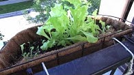 The Patio Gardeners 