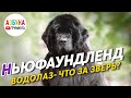 Ньюфаундленд - груминг, содержание гиганта и уход. Большое интервью