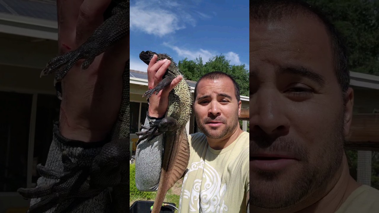 Sailfin Loveeee 🐲🐉🐲🐉