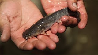 Arkansas Wildlife - S2.E7, Catfish Production and AGFC Education Programs