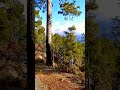 #himalayas #nature Mysterious Shiva #shorts #uttarakhand