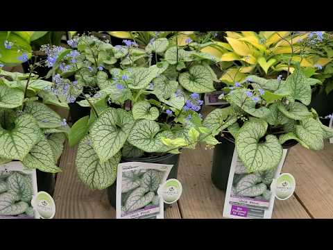Video: Growing Brunnera - Perawatan Tanaman Untuk Brunnera Macrophylla