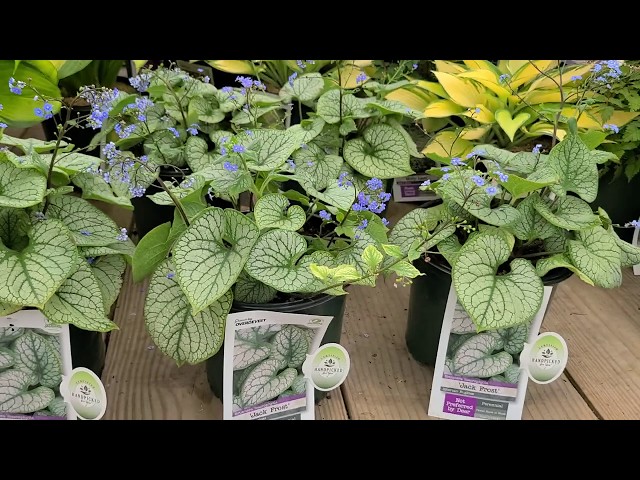 bell heather plant C.D. Eason – Singing Tree Gardens Nursery