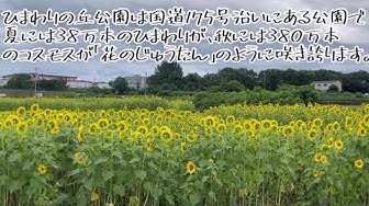 ひまわり Youtube