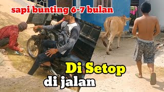 Ketemu di jalan langsung jadi pindah kandang sapi bunting 7 bulan#