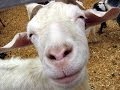 Flashback: Man Defends Right to Goat Sex
