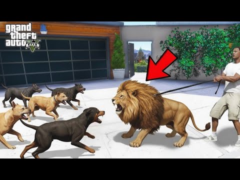Franklin Tiger Fight Wild Street Dogs in Los Santos | Gta 5