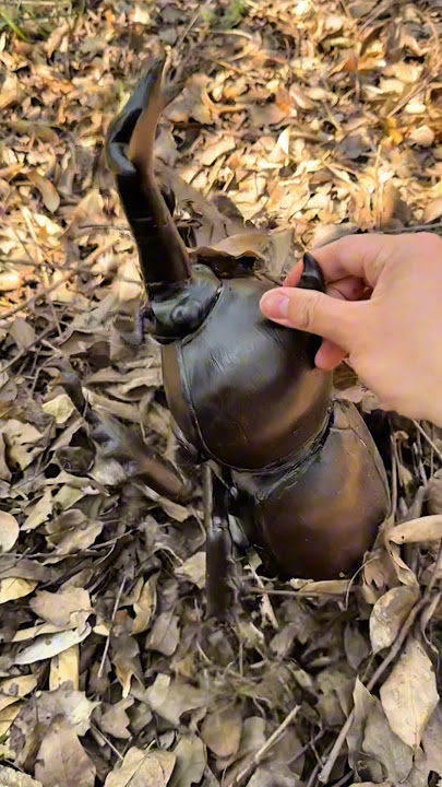 3 Kumbang Terbesar di Dunia!  #Kumbang #DuniaBinatang #Wildlife