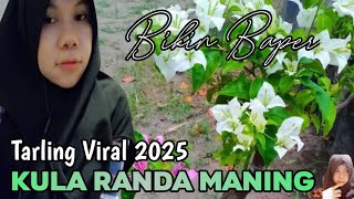 KULA RANDA MANING !! TARLING TERLARIS DI 2025 !!