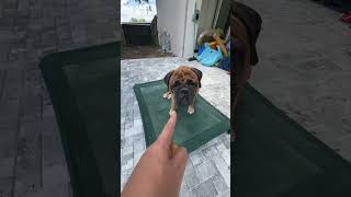 Also helps with airflow #dogbed #spoileddog #summerwins #dealsforyoudays #tiktokshopmemorialday