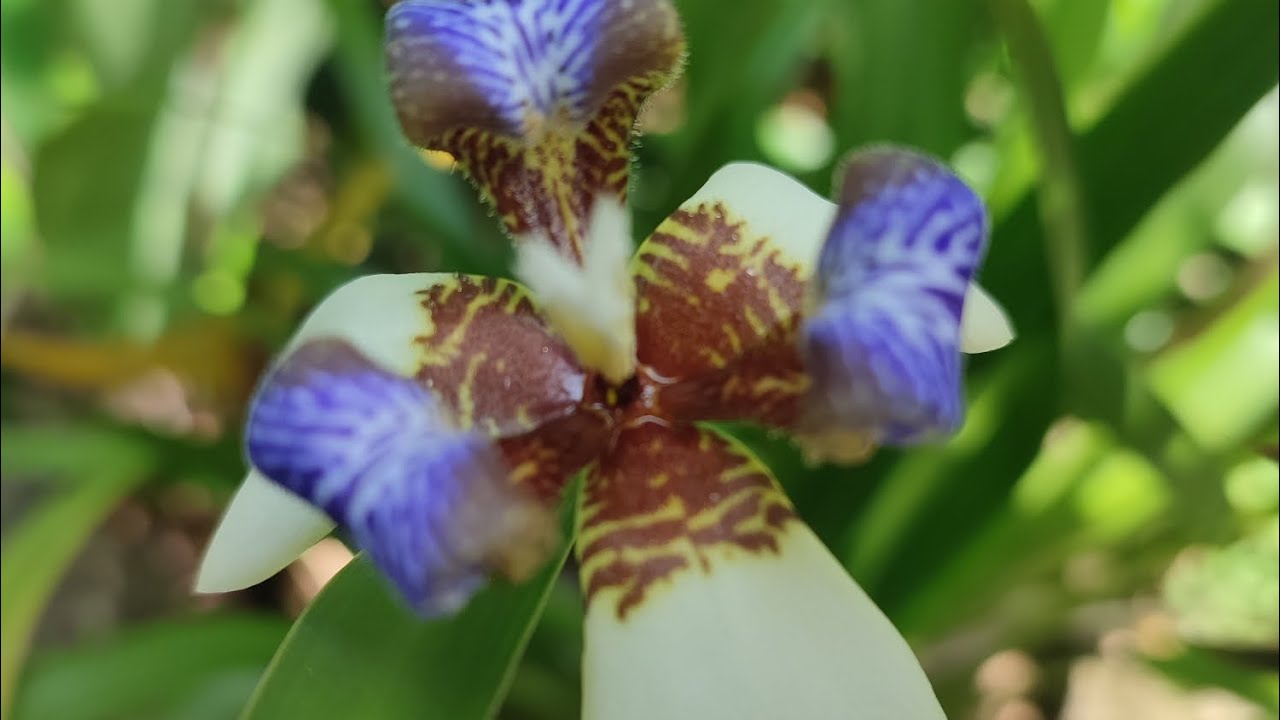 මගේ 5වෙනි සේල් එක බලන්න එන්න.🌺🪴