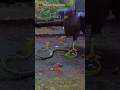 The Eagle Strangled The Snake's Neck #shortvideo