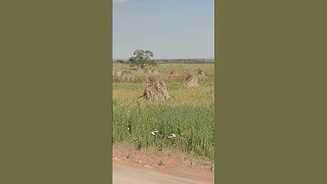 Day 142: Kaduna Haystacks! GeoGuessr Tip of the Day! #geoguessrtips #googlemaps #geoguessr #map