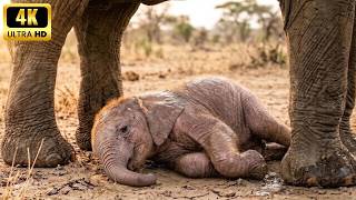 Information From Helpless Newborn to Savannah Giant | African Elephant Wildlife Documentary News