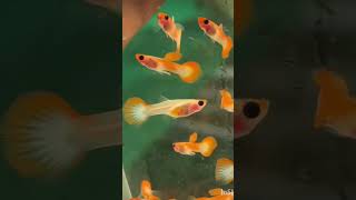 glass belly guppies #guppy #gupp