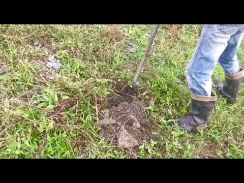 რკოსგან გავახარეთ მუხა ❤️