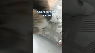 Кот Тимошка на связи