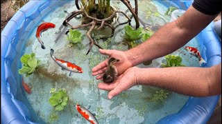 Making A Colourful Fish Pond For Baby Ducks