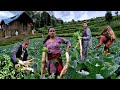 Wonderful Farming Life Of Mountain Village Nepal || Harvesting Radish || Countryside Life of Nepal