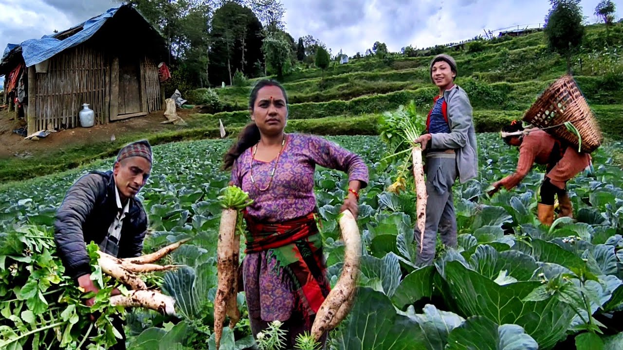 Wonderful Farming Life Of Mountain Village Nepal  Harvesting Radish  Countryside Life of Nepal