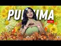 GRAND MASTER PUSH LIVE WITH PURNIMA #ff #freefire