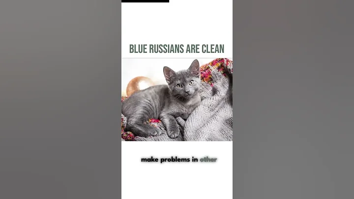 Watch the video about Blue russians need a clean litter box #catbreed #cats #catlover #litterbox