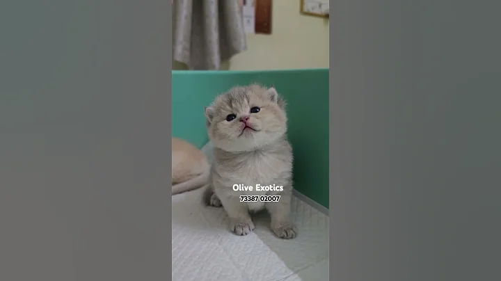 Watch the video about Cute Chinchilla British Shorthair Kitten #britishshorthair #cat #kitten #chinchilla ##oliveexotics