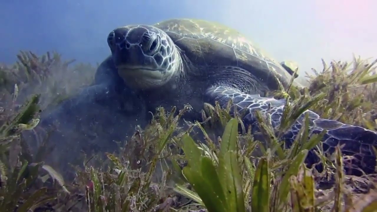 Best dive sites around dahab | Red Sea | Egypt