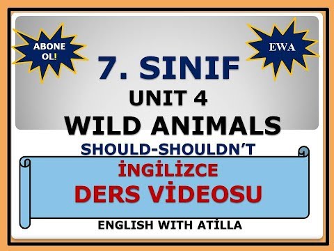 7. SINIF / UNIT 4 - WILD ANIMALS / SHOULD - SHOULDN'T 2019-2020 YENİ