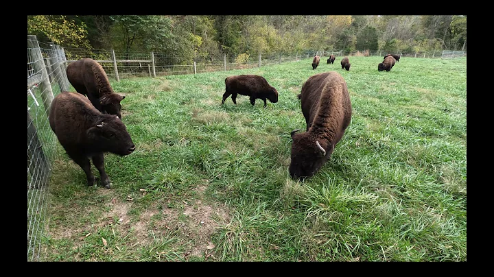 Even behind a fence, Bison Get Territorial!