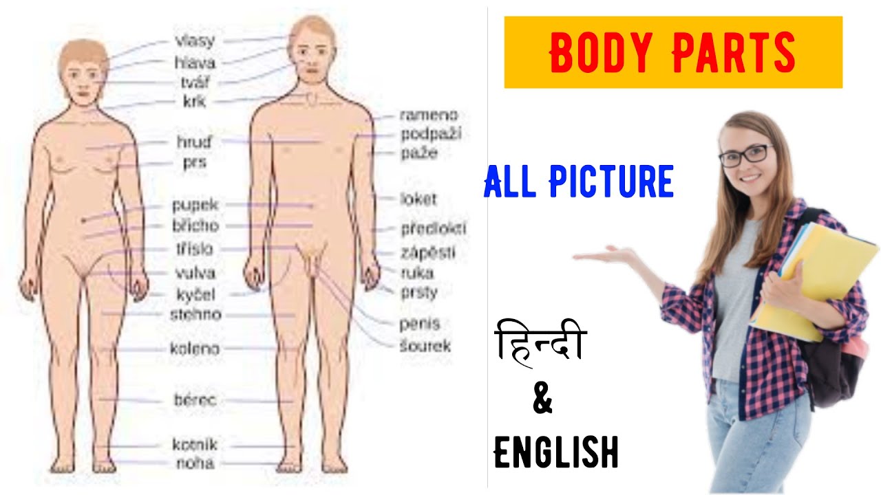 Parts of Body Name in English All Picture | Human Body Parts Name in English | शरीर के अंगो के नाम