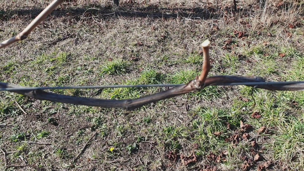 How to spur prune a grapevine. (Just the basics)