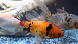 Test footage using my new Canon 600D (T3i) and the Nifty Fifty lens!