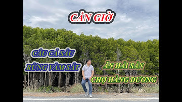 Trải nghiệm câu cá sấu tại rừng Vàm Sát -  Một ngày đổi gió tại Cần Giờ