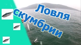 Ловля скумбрии в приморском крае 2019