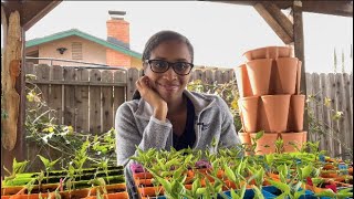 Testing soil for contamination, pepper update & DONE with wood chips!