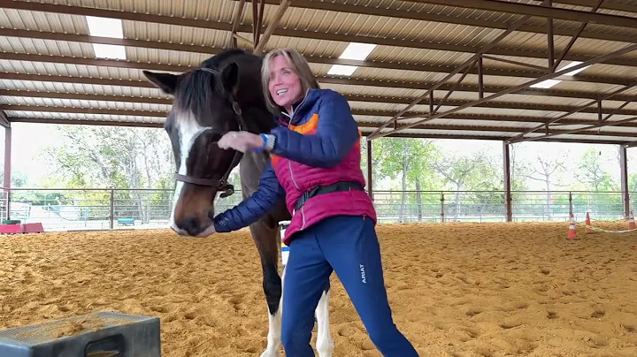 Teaching a Horse to Keep Their Head Away (Its Not ...