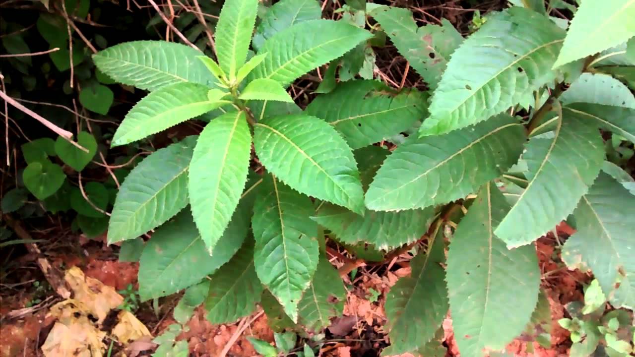 Assapeixe branco Vernonia polyanthes YouTube Assapeixe branco Vernonia polyanthes YouTube