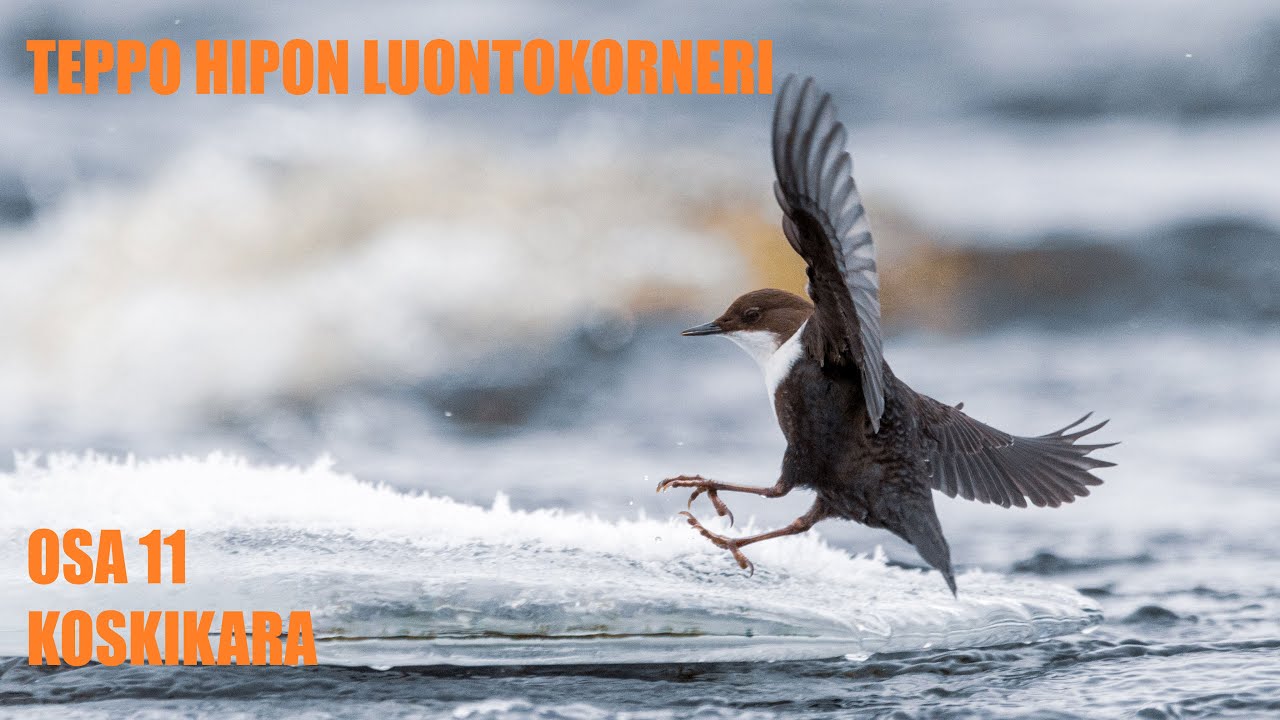 Teppo Hipon Luontokorneri, osa 11, koskikara