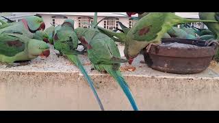 Indian Ringneck Parrots #beautiful Ringneck Parrots # ludhiana #punjab #india