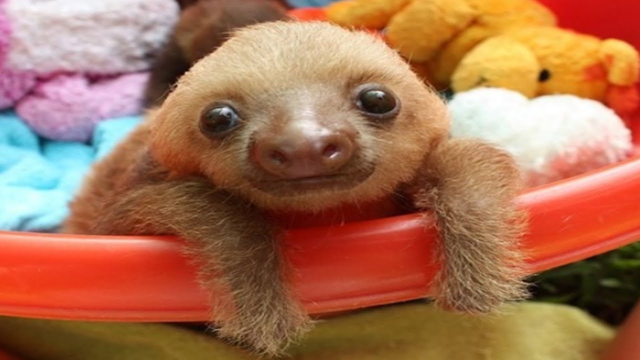 What sound does a baby sloth make? YouTube