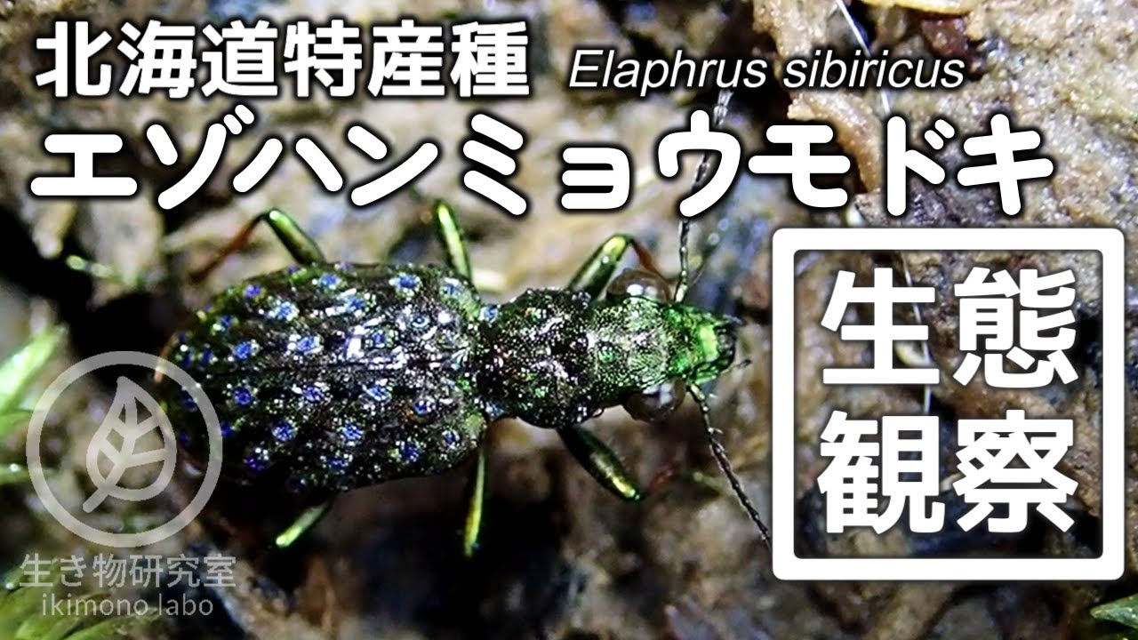 湿地の宝石】エゾハンミョウモドキ 2021Ver. Elaphrus sibiricus - YouTube