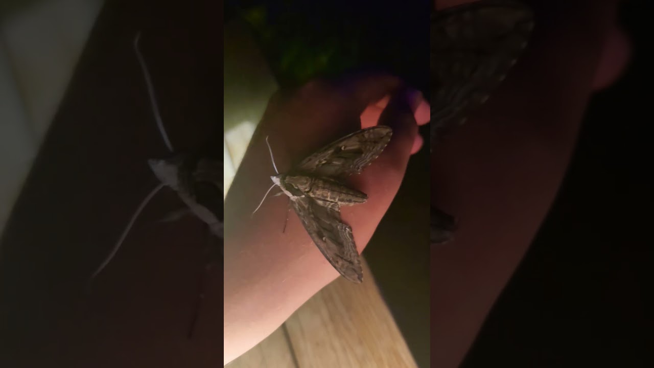 A different sphingid! Elm Spinx (Ceratomia amyntor) at blacklight! 