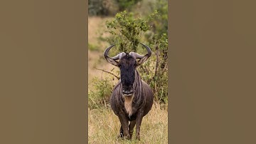 Top #shorts Wildebeest Migration Questions Answered
