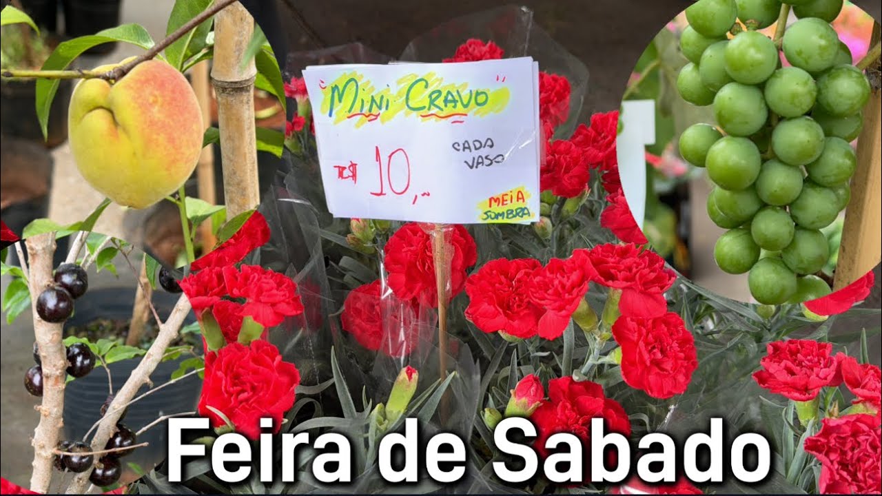 Feira das plantas - Frutíferas e folhagens