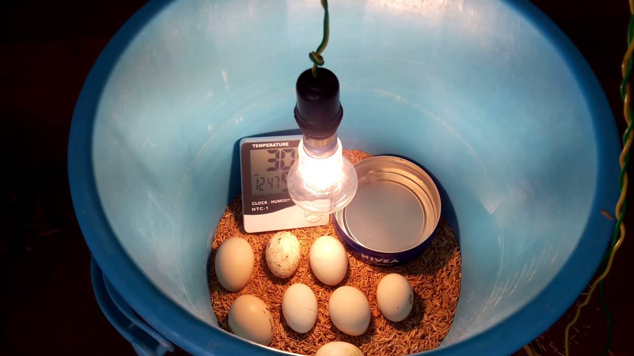 How to Hatch a Chicken Egg Without Incubator Plastic Container