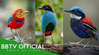 Download Lagu 10 mooiste pitta's ter wereld | BBTV Officieel | Wildlife Documentary MP3